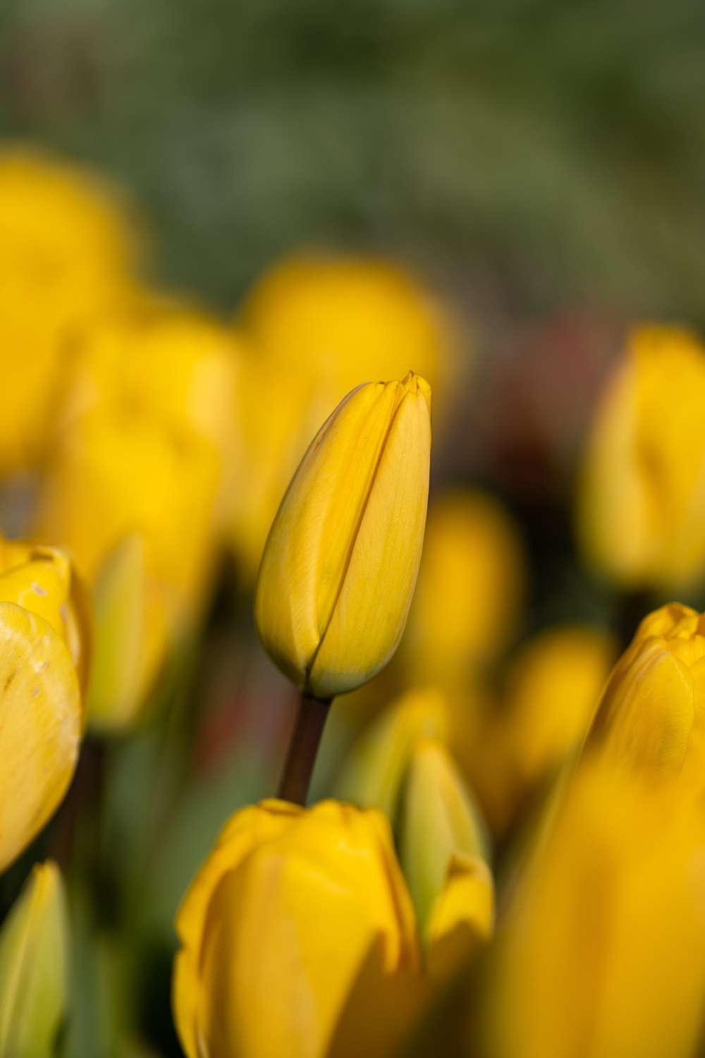 Tulpan 'Golden Apeldoorn'